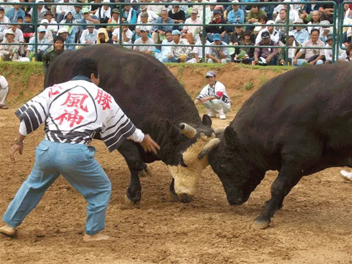 Bull fighting in Okinawa, Japan
